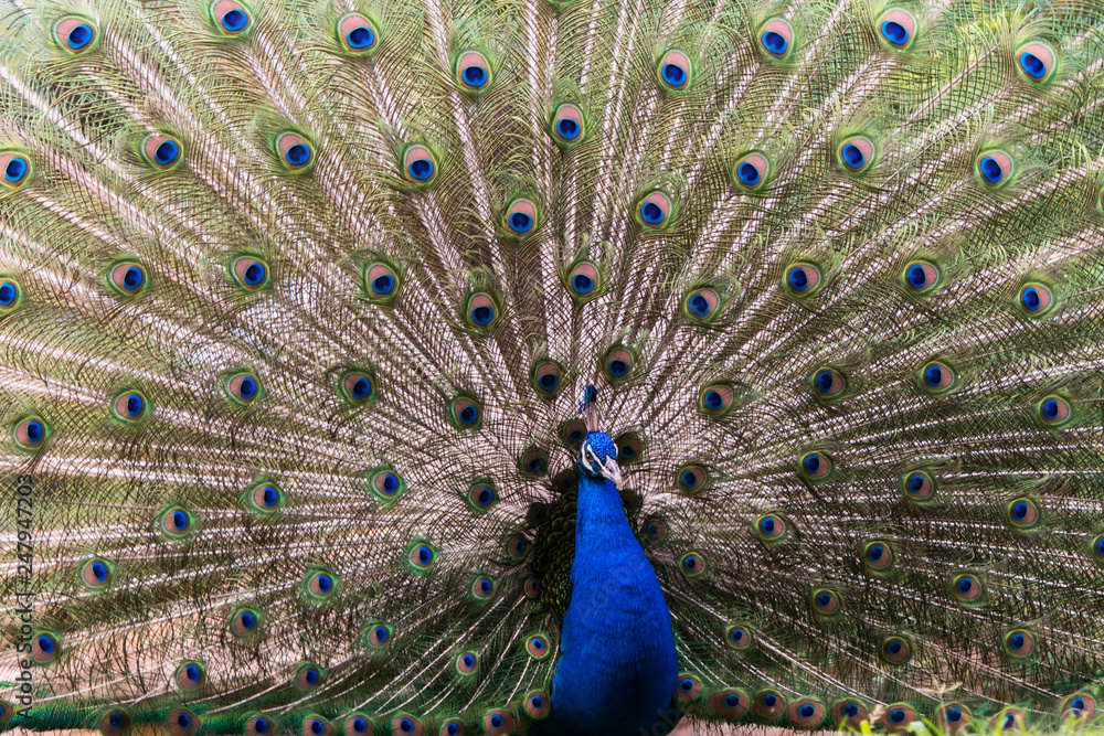 Fototapeta premium peacock with feathers out