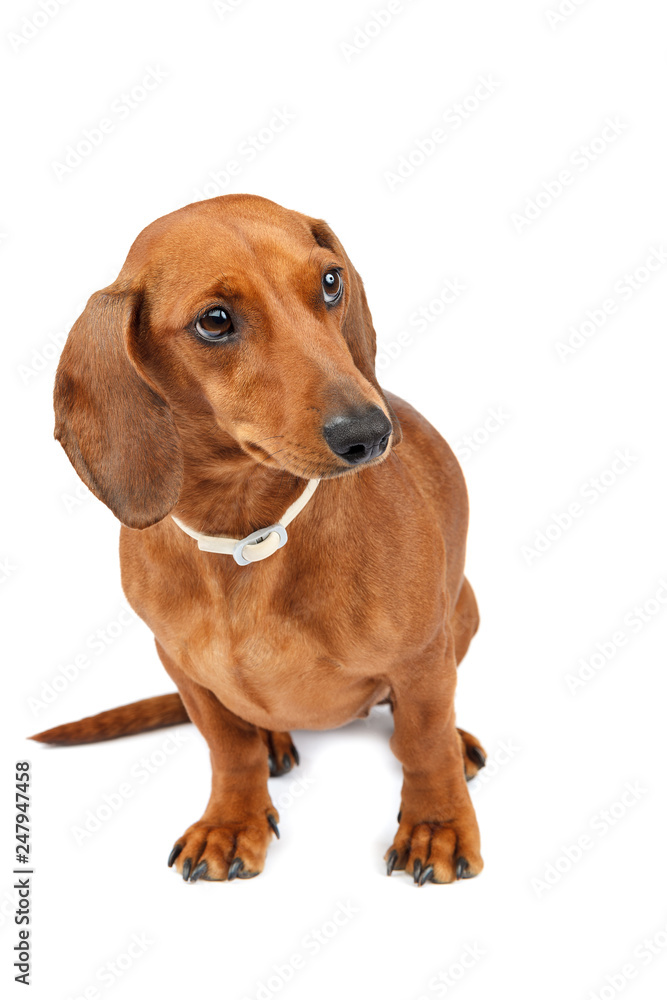 Red-haired smooth-haired dog of a dachshund breed Red-haired smooth-haired dog of a dachshund breed