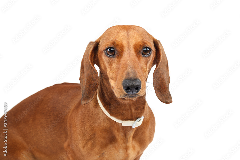 Red-haired smooth-haired dog of a dachshund breed