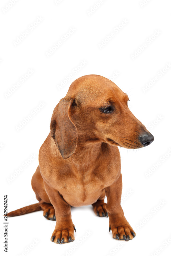 Red-haired smooth-haired dog of a dachshund breed