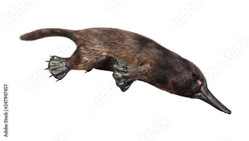 3D Rendering Platypus on White photo