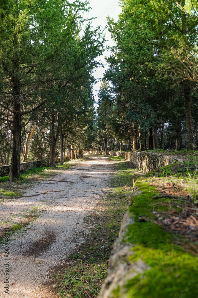 alley in the park