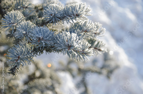 Conifer branches close up with needles covered with white frost on blurred background. Winter scenery with sunlight.