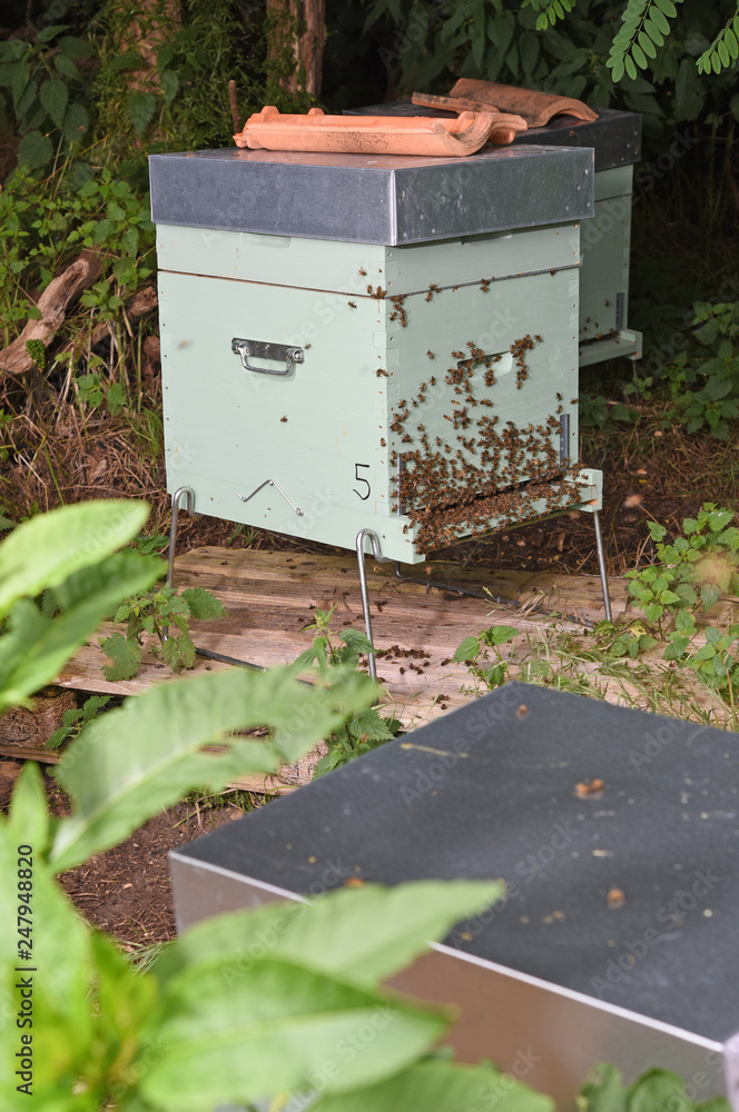 honey harvest on hives