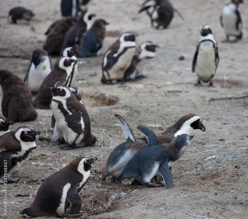 Naklejka premium African penguin family: mother feeds her two new born babies chickes. Cape town. South Africa.