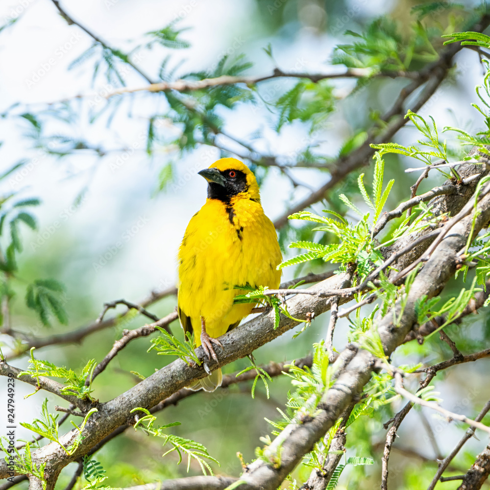 Southern Masked Weaver