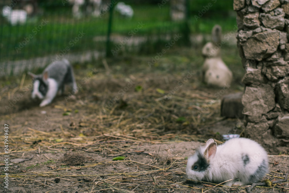 Fototapeta premium Rabbits. Cute little bunnies in the zoo