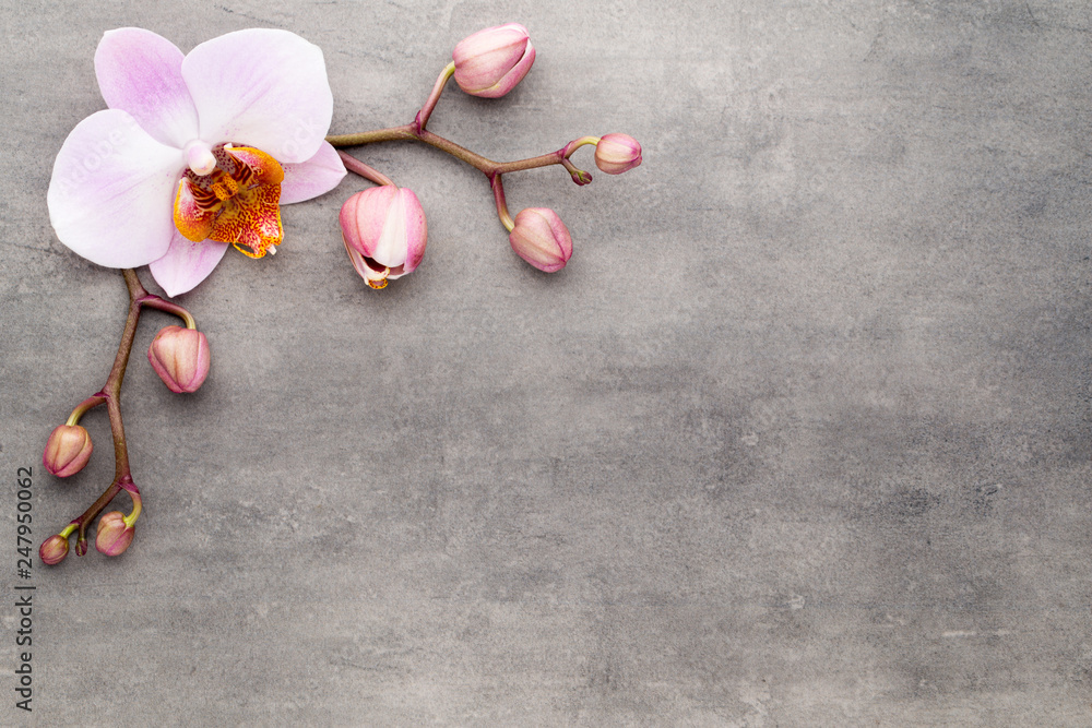 Spa orchid theme objects on grey background. Spa orchid theme objects on grey background.