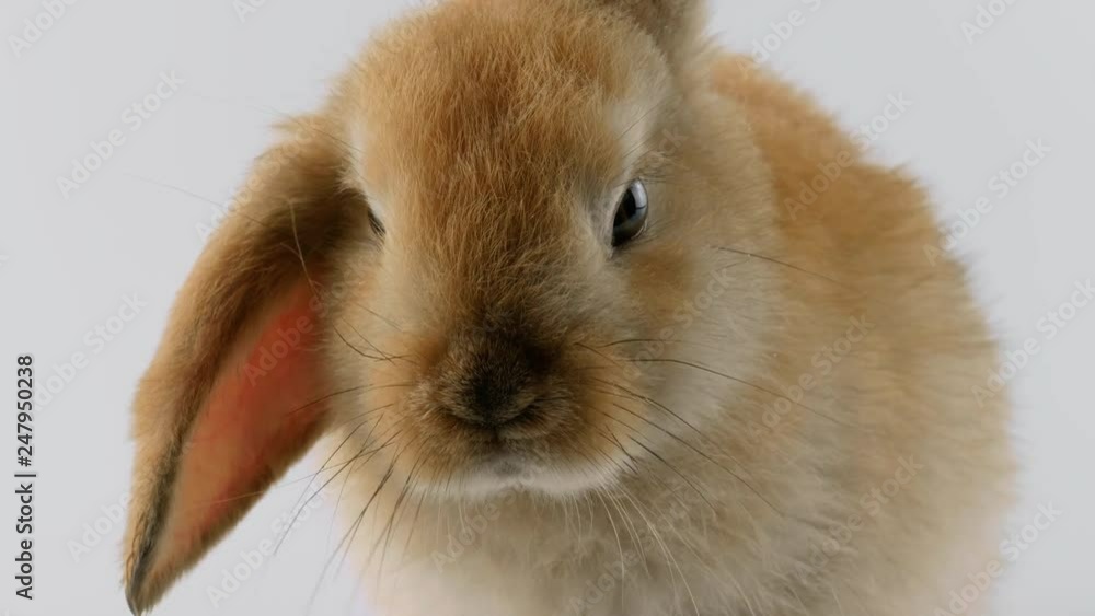 Close-up view of brown Rabbit, moves mouth, sniffing, looking at camera, isolated on white background Close-up view of brown Rabbit, moves mouth, sniffing, looking at camera, isolated on white background