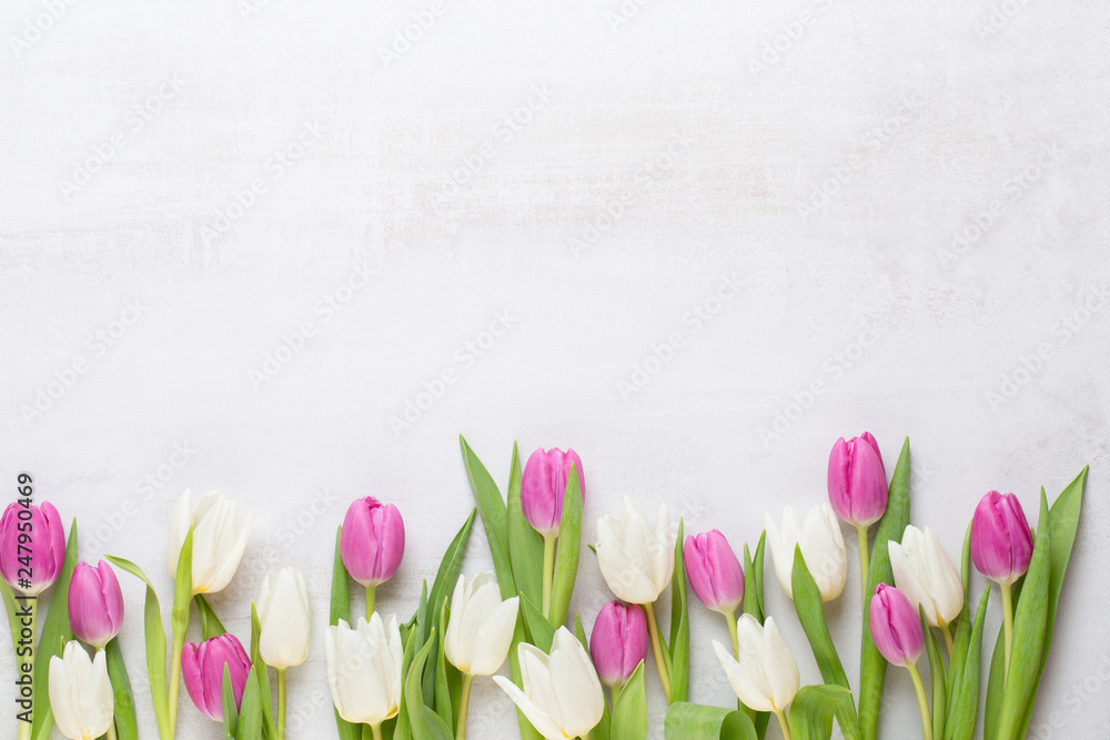 Fototapeta premium Wiosną kartkę z życzeniami, pastelowe kolory tulipanów na szarym tle.