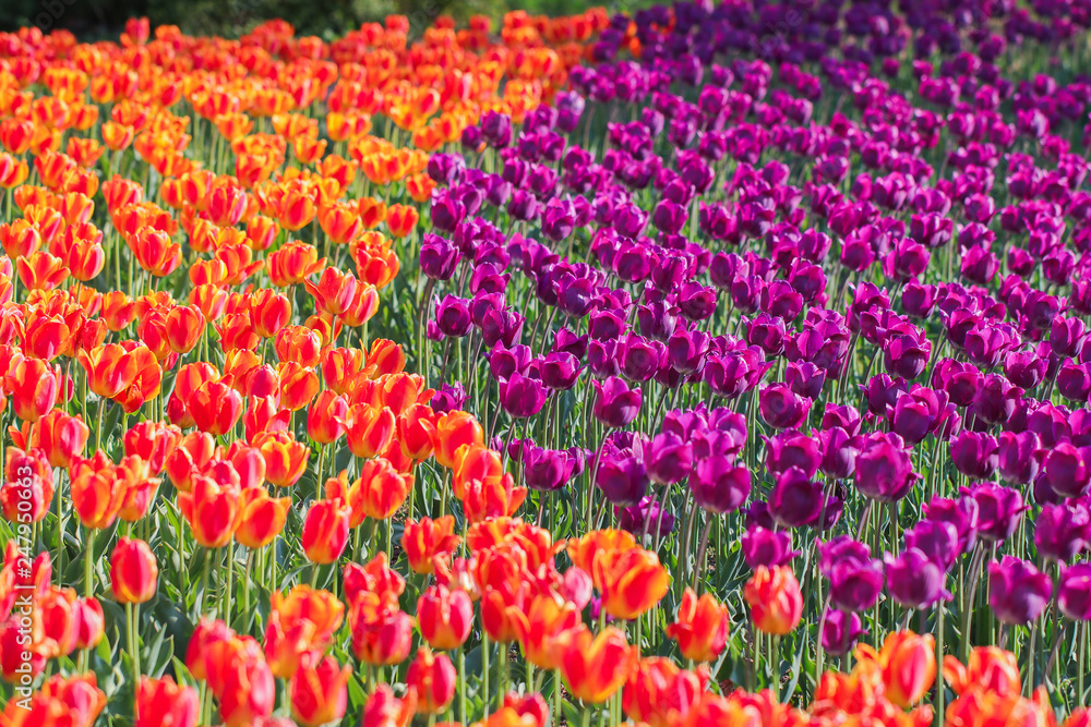 Beautiful tulip , flowers blooming in spring day. Beautiful tulip , flowers blooming in spring day.