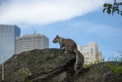 Squirrel sitting on a rocks at Central park in New York on skyscrapers background