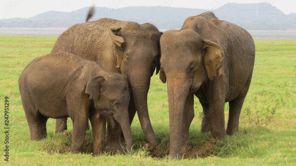 Fototapeta premium Elephant family in Minneriya national park