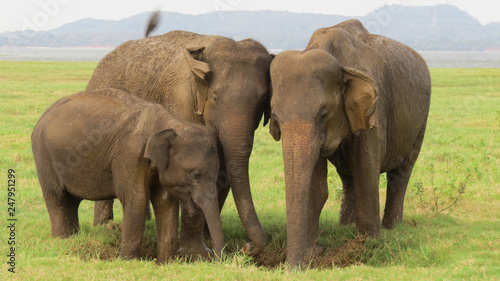 Elephant family in Minneriya national park