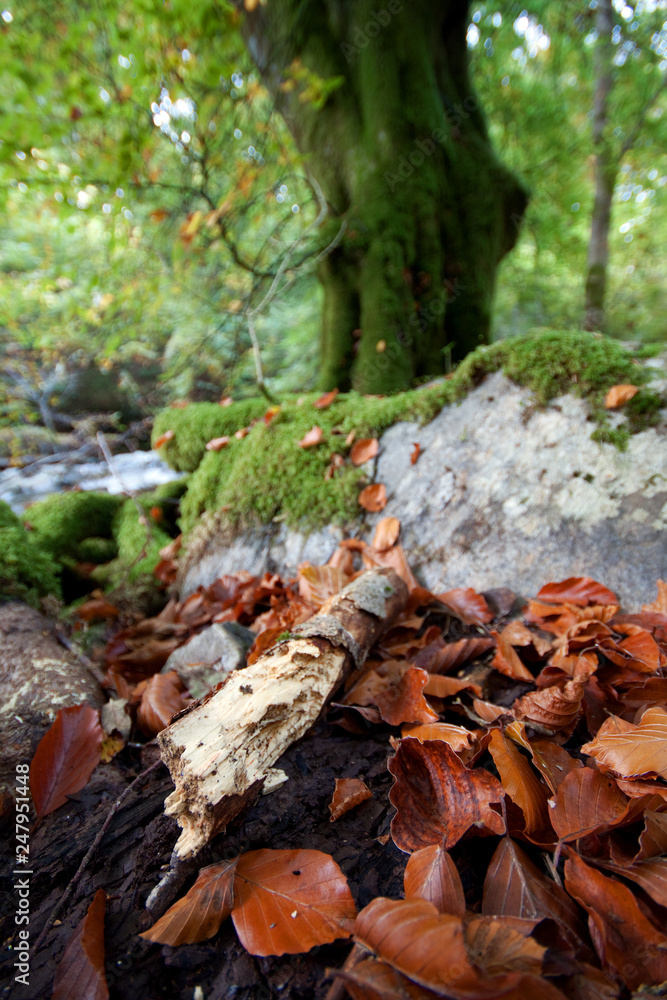 Obraz premium Autumn 