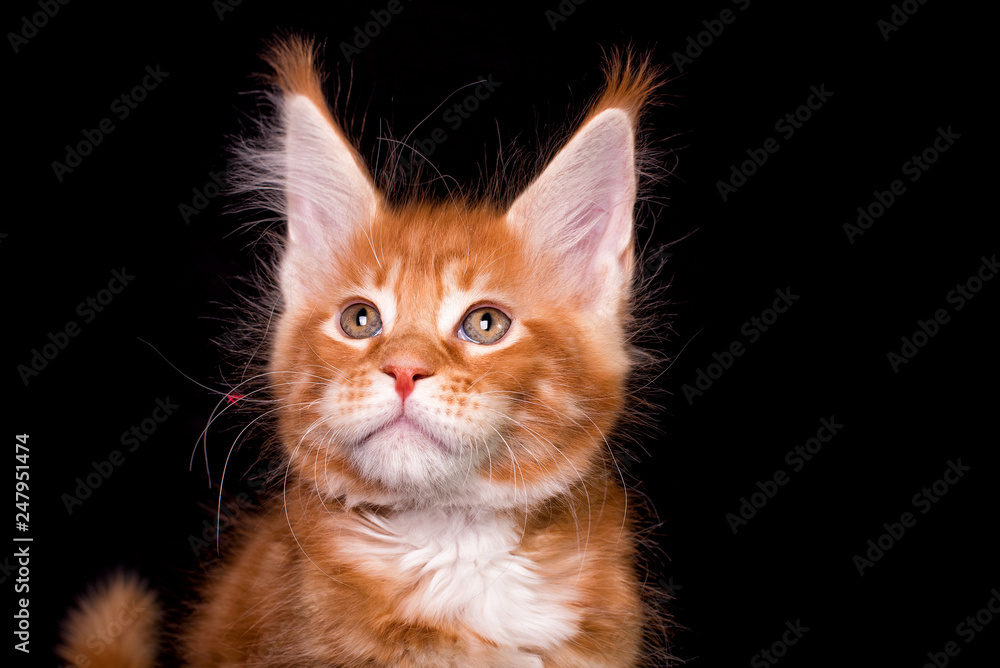 Adorable cute maine coon kitten on black background in studio, isolated. Adorable cute maine coon kitten on black background in studio, isolated.