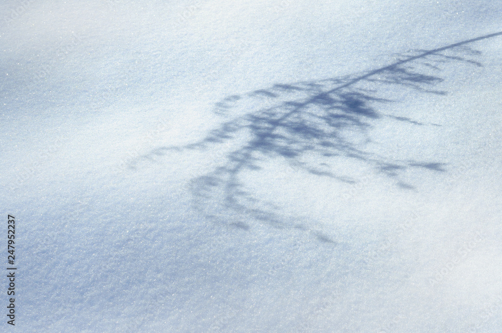 shadow of the field plant in the snow