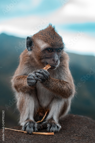 Monkey © JeanGregory