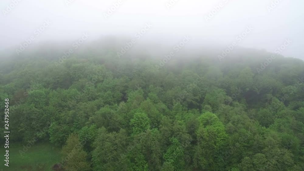 Aerial Flight over the tops of trees in the misty morning. Morning in the woods, the green forest is covered with fog. Aerial Flight over the tops of trees in the misty morning. Morning in the woods, the green forest is covered with fog.
