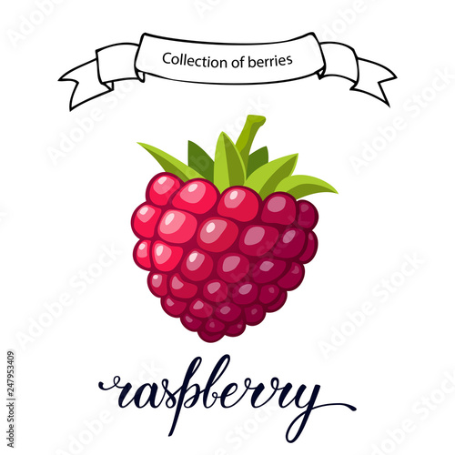 Red  raspberry berry