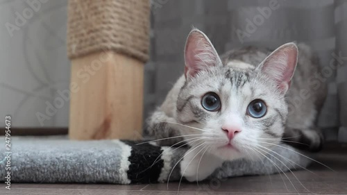 light striped cat with blue eyes goes on the attack.