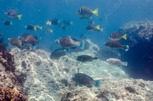 Coral reef scenics of the Sea of Cortez. Cabo Pulmo National Park, Baja California Sur, Mexico. The world's aquarium.