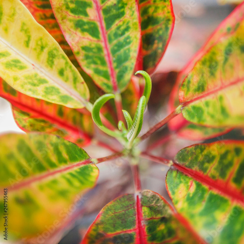 Top view of Aglaonema plant. Leaves are glossy-green yellow and pink, the center and edges are pink, stalks are pink. Common name is Chinese evergreens. Genus is Aglaonema. Family is Araceae. photo