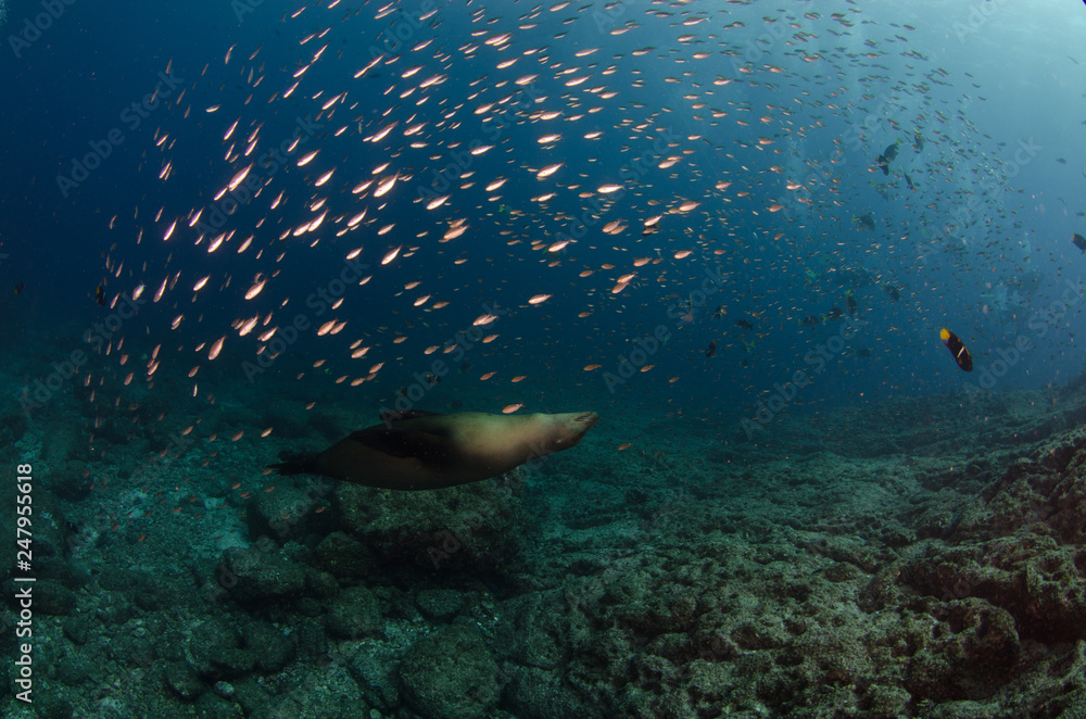 Fototapeta premium Reef fishes from the sea of cortez, mexico