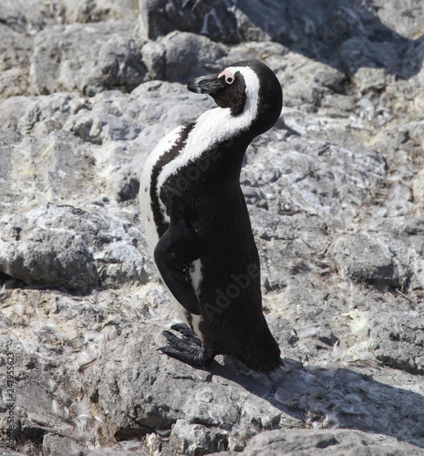 Proud African penguin (Spheniscus demersus) on Boulders Beach near Cape Town South Africa relaxing in the sun