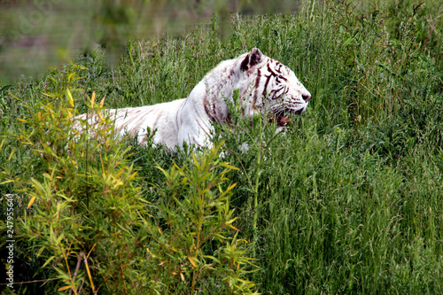 Tigre Blanc dans la prairie