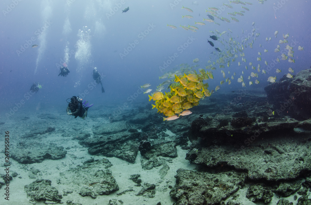 Fototapeta premium Reef fishes from the sea of cortez, mexico