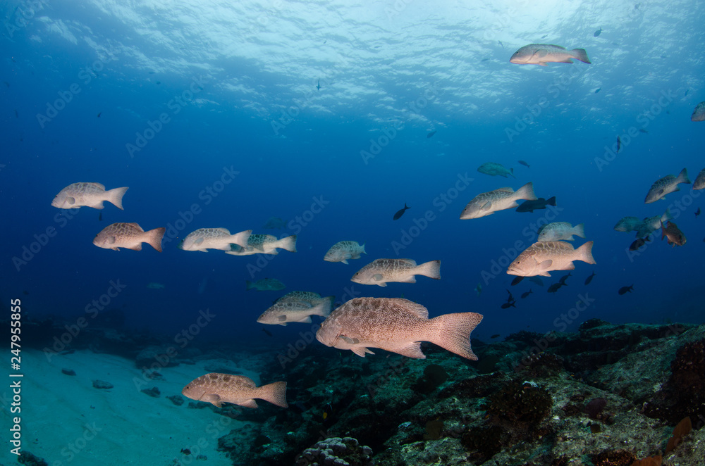 Fototapeta premium Reef fishes from the sea of cortez, mexico