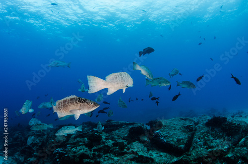 Reef fishes from the sea of cortez, mexico