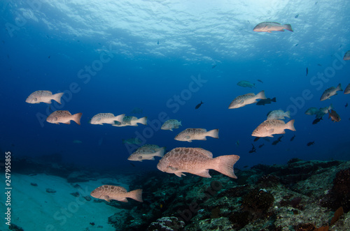 Reef fishes from the sea of cortez, mexico