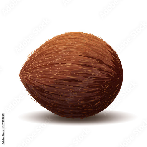 Coconut icon, realistic coconut illustration isolated in white