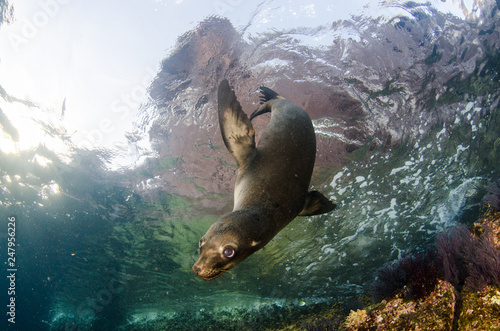 Californian sea lion (Zalophus californianus) swimming and playing in the reefs of los islotes in Espiritu Santo island at La paz,The world's aquarium. Baja California Sur,Mexico.