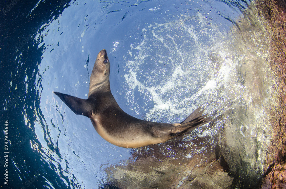 Californian sea lion (Zalophus californianus) swimming and playing in