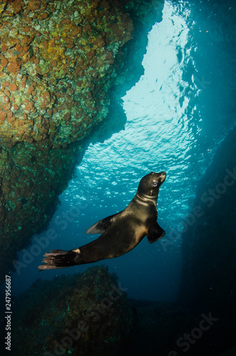 Foto Californian sea lion (Zalophus californianus) swimming and playing in the reefs of los islotes in Espiritu Santo island at La paz,The world's aquarium
