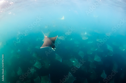 Mobula rays, sea of cortez, mexico