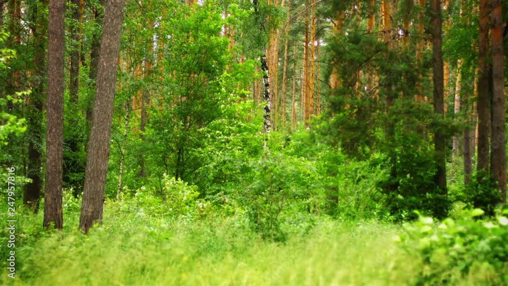 Forest landscape. Pine, birch and grass. Windy day Forest landscape. Pine, birch and grass. Windy day