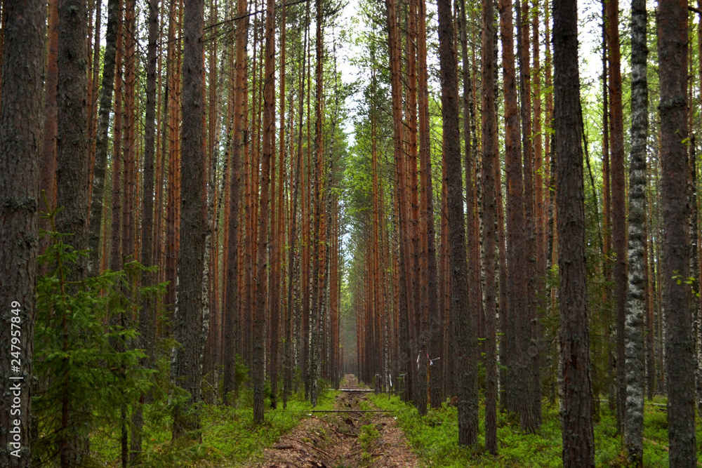 Obraz premium Symmetrical photograph of a pine forest with a small groove in the middle, forming a corridor stretching into the distance from the trees. Firebreak