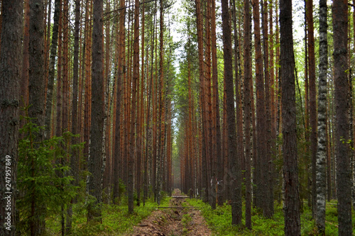 Obraz na plátně Symmetrical photograph of a pine forest with a small groove in the middle, forming a corridor stretching into the distance from the trees