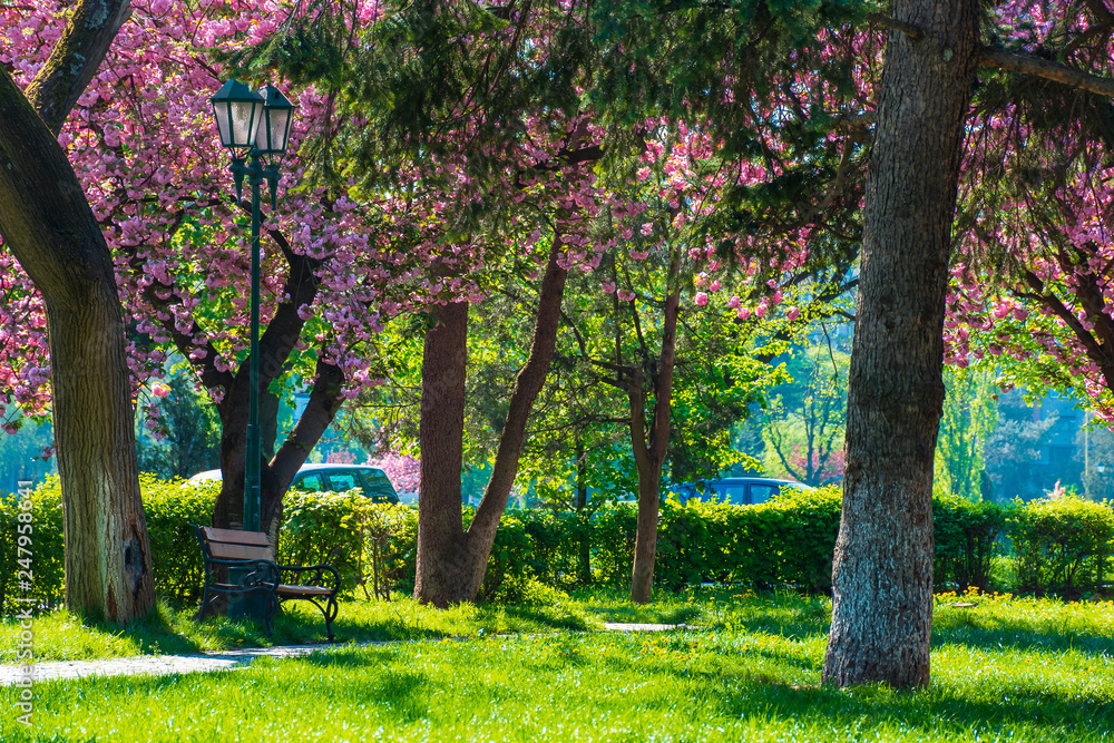 sakura blossom in the Masaryk park in Uzhgorod, Ukraine. beautiful urban scenery with bench and lantern in the morning. sunny weather.