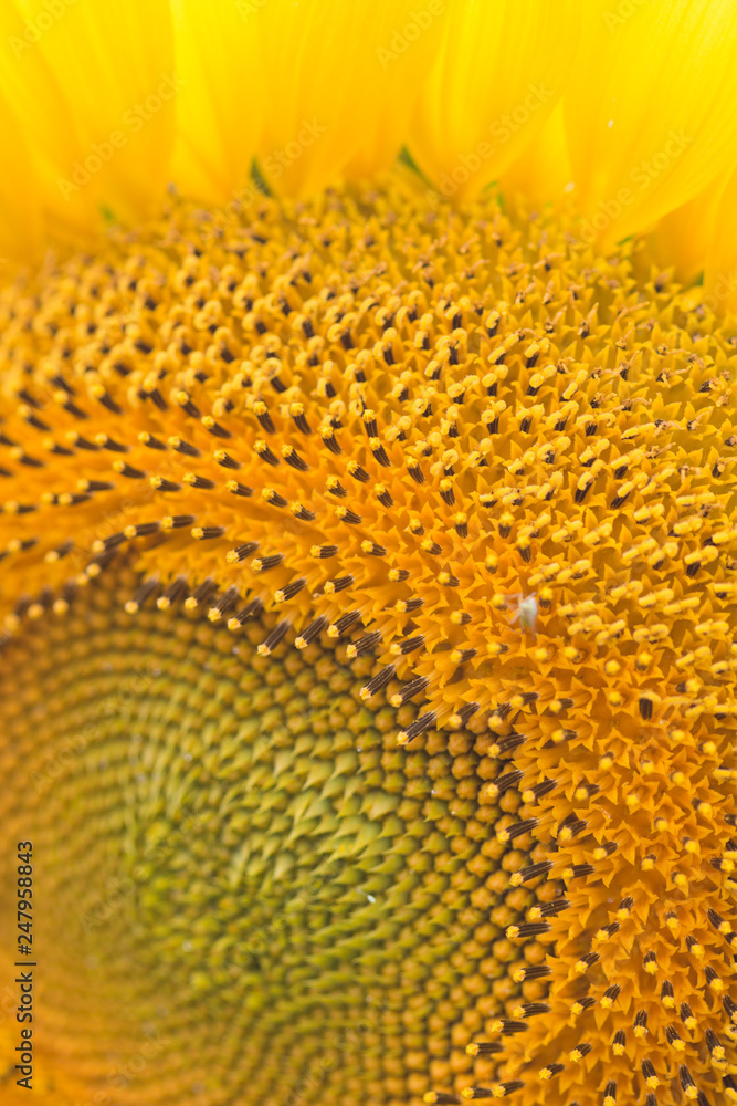 Sunflower close-up Sunflower close-up