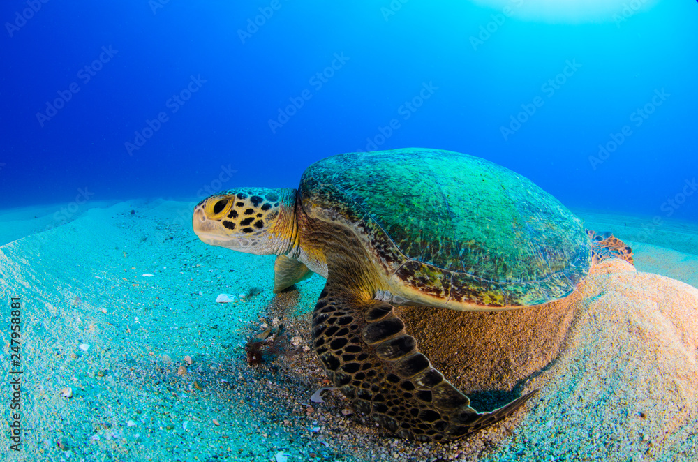 Fototapeta premium Sea turtle resting in the reefs of Cabo Pulmo National Park. Baja California Sur,Mexico.