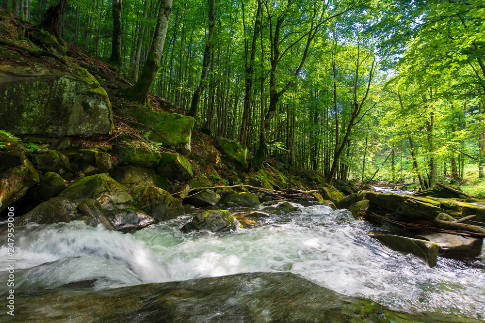 forest stream among the rocks. beautiful summer scenery with refreshing rapid flow. logs and branches of trees in the water. wonderful nature background. environment concept