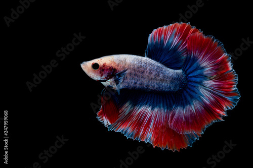 betta Fighting fish photo