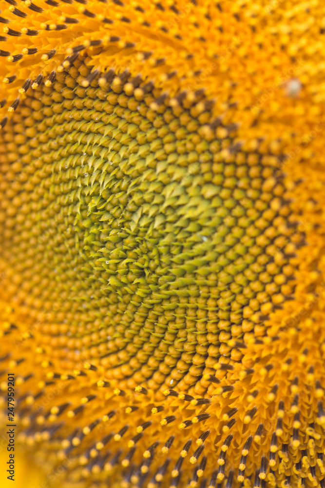 Sunflower close-up Sunflower close-up