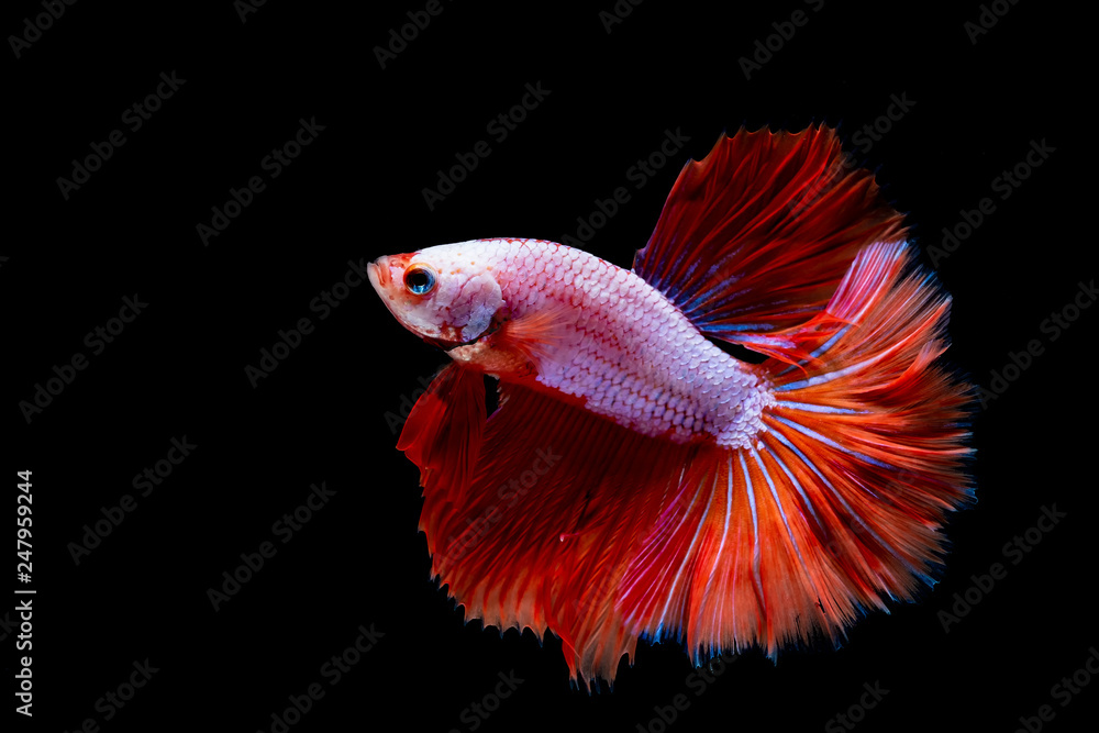 betta Fighting fish betta Fighting fish