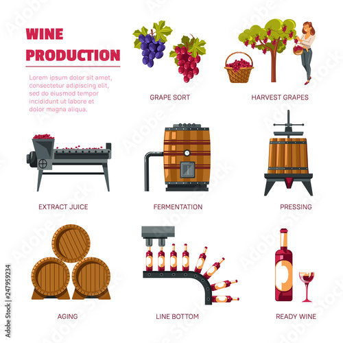 Wine production grape harvest extract juice and fermentation